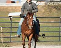 trail-riding-quarter-horse