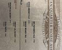 trail-class-competition-quarter-horse