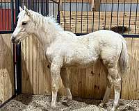 palomino-high-socks-horse