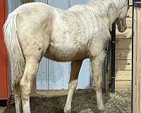 high-socks-horse