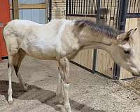tobiano-horse
