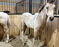 buckskin-tobiano-horse