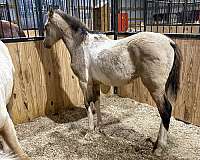 all-around-half-arabian-horse