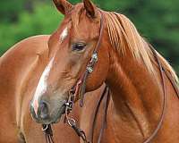 sorrel-star-snip-socks-horse