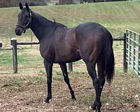 rpp-thoroughbred-horse