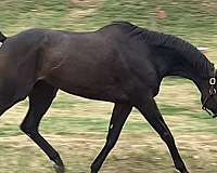 rpp-horse