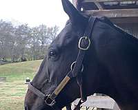 rpp-gelding