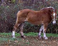 beginner-halter-belgian-horse