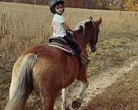 chestnut-belgian-mare
