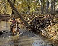 chestnut-mare-for-sale