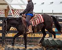 friesian-sport-horse