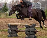 ranch-friesian-horse