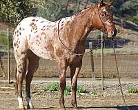 grey-none-pony