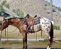 beginner-safe-quarter-pony