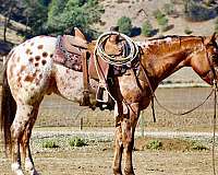 ranch-work-quarter-pony