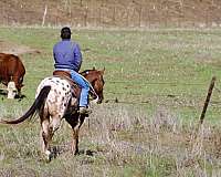 athletic-quarter-pony