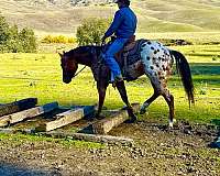 beginner-quarter-pony