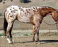 husband-safe-quarter-pony