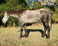none-horse