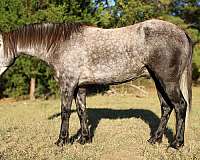 grey-none-horse