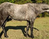 quarter-horse