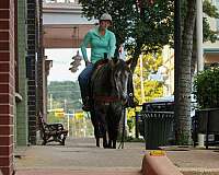 beginner-safe-quarter-horse