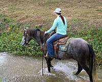 all-around-quarter-horse