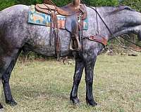 andalusian-quarter-horse