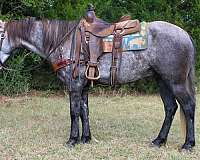 trail-quarter-horse