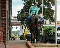 athletic-quarter-horse