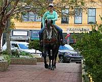 beginner-quarter-horse