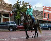experienced-quarter-horse