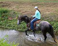 flashy-quarter-horse
