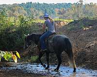 husband-safe-quarter-horse