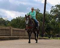 kid-safe-quarter-horse