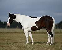 gypsy-quarter-pony