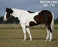 tobiano-4-stockings-blaze-pony
