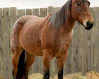 bay-roan-none-horse