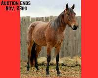 none-horse
