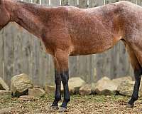 quarter-horse