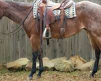 ranch-quarter-horse