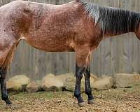 trail-quarter-horse