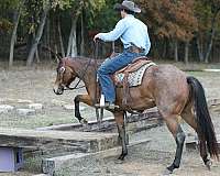 all-around-quarter-horse