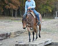 athletic-quarter-horse