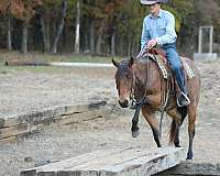 beginner-quarter-horse