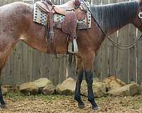 rope-quarter-horse