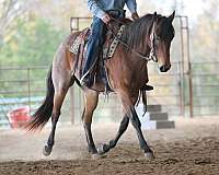 experienced-quarter-horse