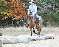 flashy-quarter-horse