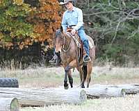 husband-safe-quarter-horse
