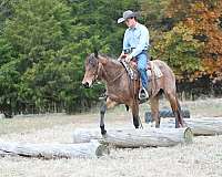 kid-safe-quarter-horse